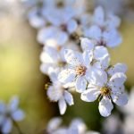 Fleur de Bach : Cherry Plum
