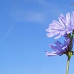 Fleur de Bach : Chicory